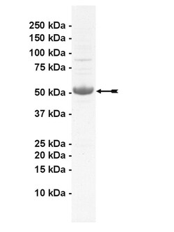 Eurofins DiscoverX MLK2 Protein, Active 10 &mu;g | Buy Online | Eurofins DiscoverX | Fisher Scientific